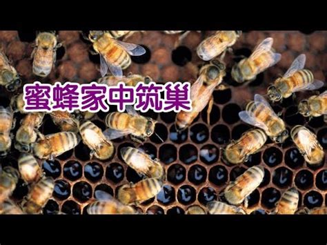 蜜蜂 風水|蜜蜂築巢：吉兆還是凶兆？